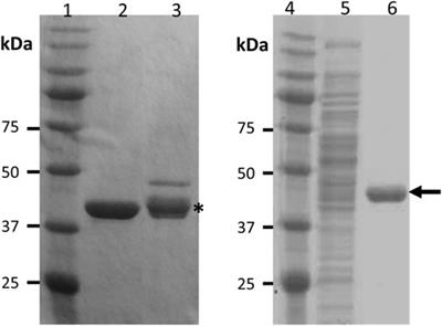 Enzybiotic-mediated antimicrobial functionalization of polyhydroxyalkanoates